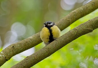 A Great Tit standing on the branch of a tree in an English Garden © Adam
