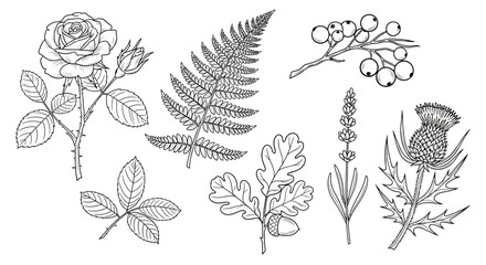 Fototapeta premium Botanical Sketch Set featuring Rose Fern Oak Leaf and Thistle