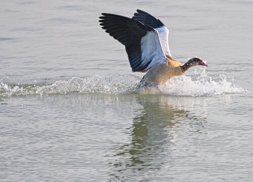 A goose landing on the water. this has created an aquaplane effect on the water spraying 