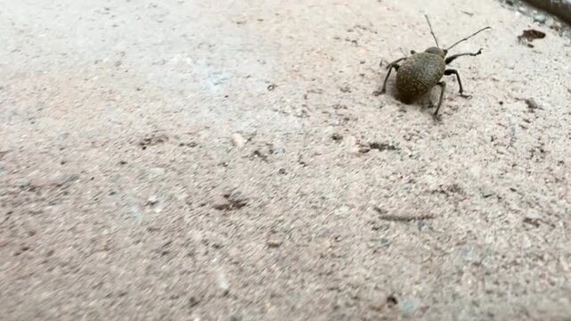 Black vine weevil beetle crawling on concrete pavement in close up view