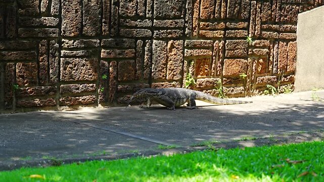 Large Asian Water Monitor Lizard Walking on Concrete Path Near Ancient Wall