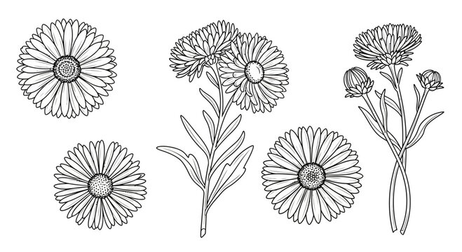Set of Hand Drawn Calendula Flowers Sketch