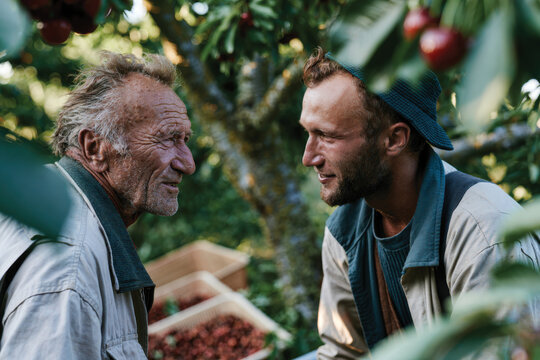 Two men, a young and an elderly one, share a moment of connection while picking cherries, symbolizing the bond between generations in agriculture.