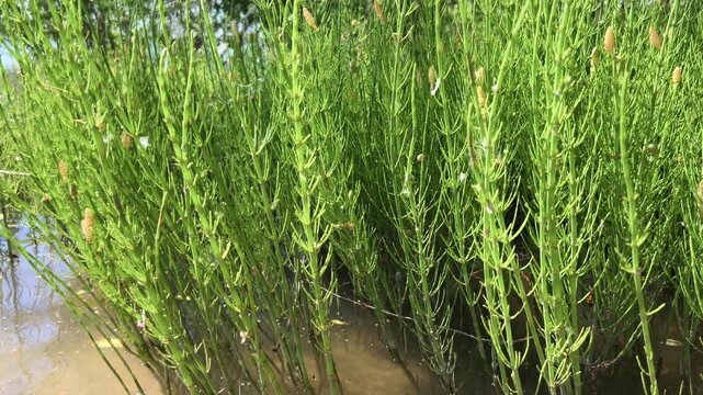 Dense green horsetail plants growing along a sunny riverbank with calm water and lush vegetation