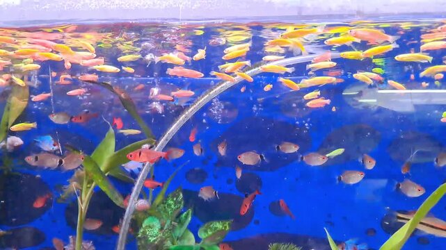 A variety of small, colorful freshwater ornamental fish in an aquarium against a blue background. Air bubbles accompany their agile movements.