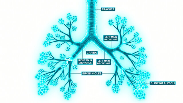 Medical anatomy diagram of the human bronchial tree with trachea and bronchioles labels