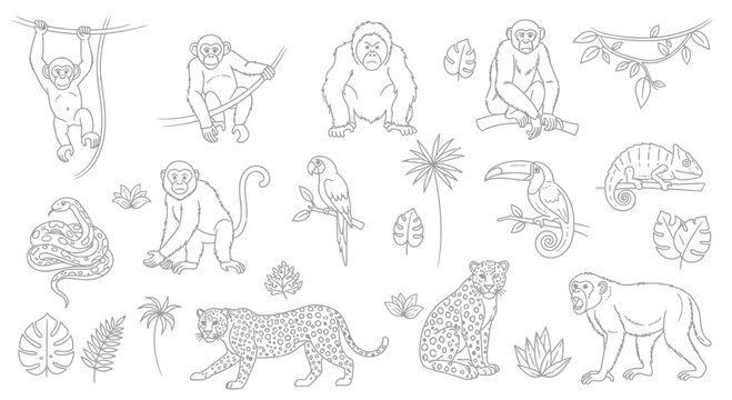 Jungle Animals and Tropical Plants Line Art Illustration Set