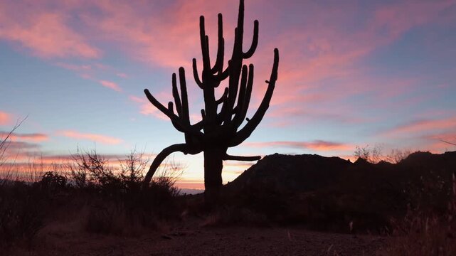 Colorful Sunrise Time-Lapse Footage With Big Multi-Armed Saguaro Cactus In Foreground