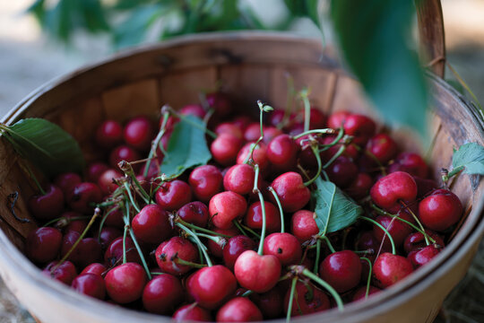 A beautiful collection of freshly picked cherries fills a rustic basket, symbolizing the bounty of nature and the joy of harvesting ripe fruits in a serene rural landscape.