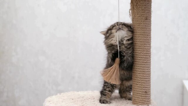 Adorable fluffy kitten playing with scratching post, playful tabby cat biting hanging toy, domestic pet behavior in bright modern home