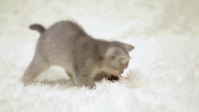 Adorable grey kitten playing on white fluffy blanket, playful young cat hunting on soft carpet, cute domestic shorthair kitten exploring at home