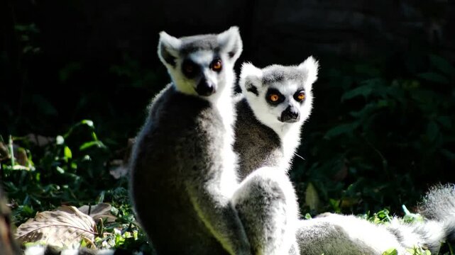 Two ring tailed lemurs sitting in sunlight looking at camera