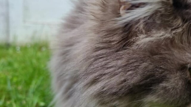 Fluffy grey cat fur texture close up, long hair domestic feline outdoors, soft animal hair macro background, pet grooming and veterinary concept