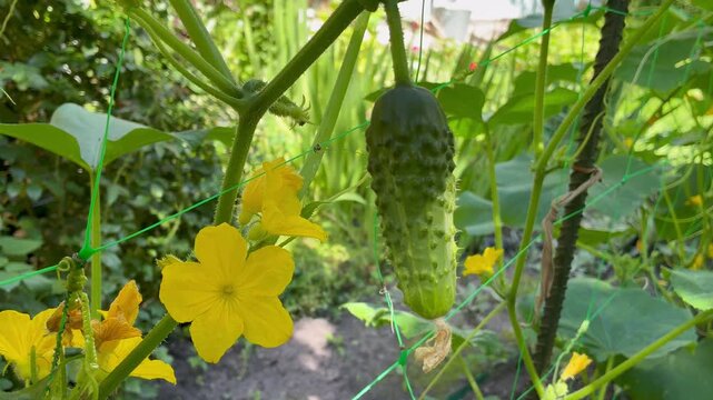 Young green cucumbers in the garden woth some yellow flowers close up