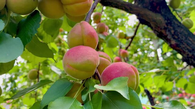 Ripe juicy apricots on the tree twig on sunny day in the garden close up