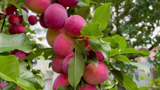 Ripe sweet pink cherry plums on the tree on sunny day