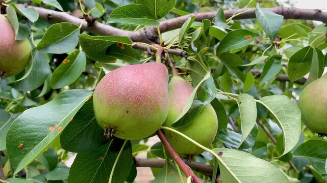 Ripe juicy pears on the pear tree in the garden close up
