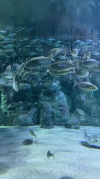 fishes in the water