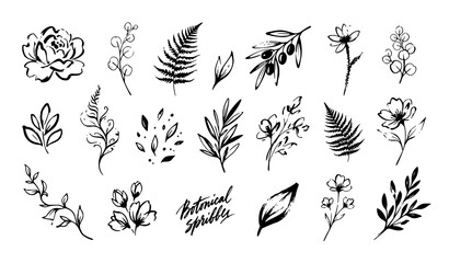 Fototapeta premium Modern Botanical Brush Stroke Flowers and Leaves Hand Drawn Vector Set