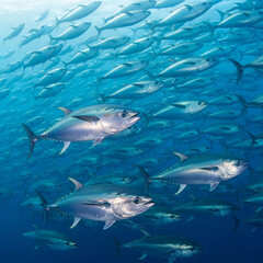 Obraz premium School of Tuna Fish Swimming in the Ocean