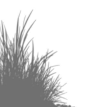Silhouette of A lush clump of ornamental grass with slender, variegated leaves isolated on a background