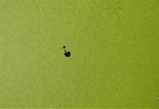 Duckweed covering the surface of a pond