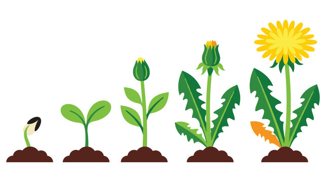 Dandelion flower growth stages from seed to blooming plant life cycle.