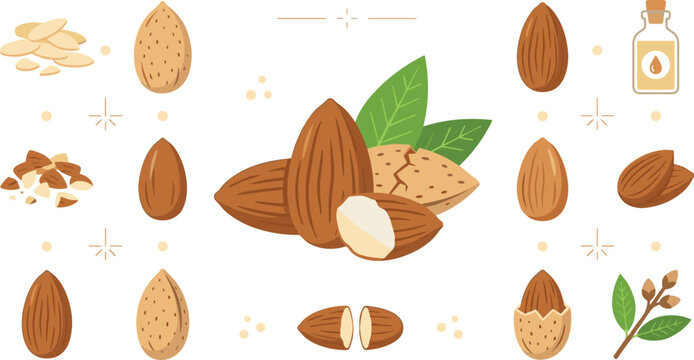 Organic almond nut collection featuring whole hard shells peeled kernels halves slivered flakes crushed pieces green leaves and oil bottle isolated vector illustration.