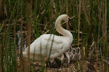 swans © dream Hunter 