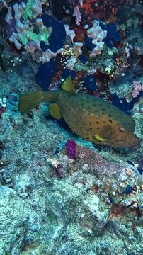 Yellow boxfish ( Ostracion cubicus) Taken in Red Sea, Egypt.
