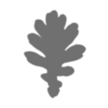 Silhouette of A ingle oak leaf with detailed veins