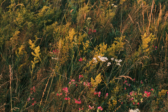 Vibrant meadow full of diverse wildflowers and tall grasses bathed in warm, golden light. A tranquil scene of natural beauty, perfect for evoking summer and autumn ambiance.