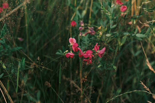 Vibrant pink wildflowers bloom gracefully amidst lush green and golden dried grasses, capturing the serene beauty of a wild meadow. A natural, tranquil scene perfect for nature-themed projects.