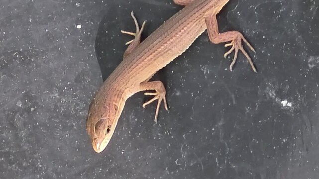 
Close Up of Asian Grass Lizard Basking on Black Ground Cover Fabric in Sun

 