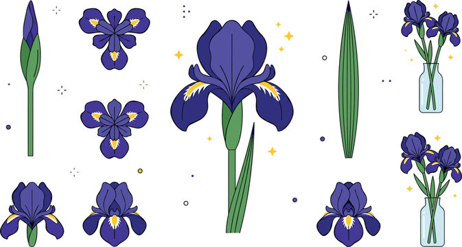 Purple iris flower collection featuring detailed blooming blossoms buds green leaves and floral bouquets in glass vases isolated vector illustration set.