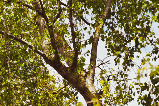 Tronc et feuillage d'un bouleau blanc / bouleau pendant (betula alba, pendula)