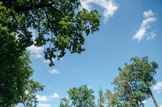 Looking up at green tree crowns stretching towards a bright blue sky with fluffy white clouds, summer nature view