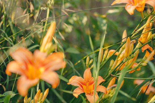 Vibrant orange lily flowers blooming brightly in a lush summer garden, close-up botanical background