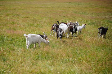 Obraz premium Herd of domestic goats grazing on an open green meadow with short grass, countryside livestock farming concept