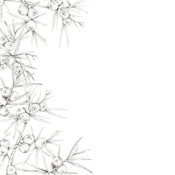 Gray pencil juniper branches with berries frame illustration decorating one side for menus, invitations, book covers, certificates, branding, packaging, stationery, posters and printable templates