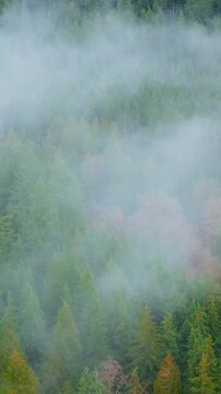 Aerial view shows a dense forest through the clouds. British Columbia, Canada
