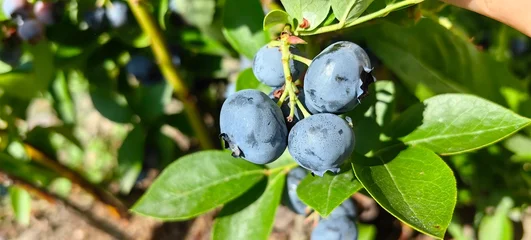 Blueberries grow on a branch in the garden—a sweet harvest. © Nadzeya Pakhomava