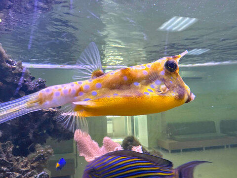 A yellow longhorn cowfish swimming horizontally near a coral reef structure in an aquarium tank.