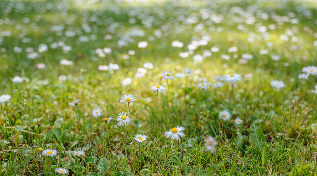 Wild white daisies blooming among green grass in a sunny summer meadow, natural floral background