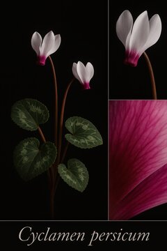 Cyclamen persicum documented with reflexed blooms, marbled foliage, and magnified magenta petal base