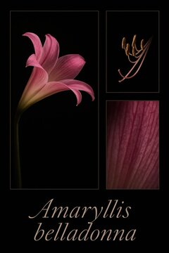 Belladonna lily specimen shown with curved floral tube and magnified reproductive filament structure