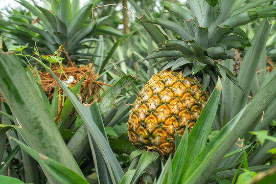 Ripe pineapple growing in a tropical farm field with green leaves