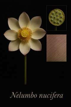 Detailed encyclopedic study of sacred lotus showing open flower mature seed head and delicate petal veining
