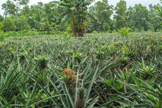 A lush pineapple plantation field with rows of growing pineapple plants and banana trees in the background