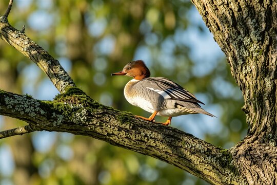 Female goosander bird stands on thick tree branch. Wild merganser duck rests in forest park during sunny day. Ornithology subject perches on old wood bark with moss. Migratory waterfowl enjoys peace